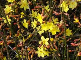 یاسمن زمستانه